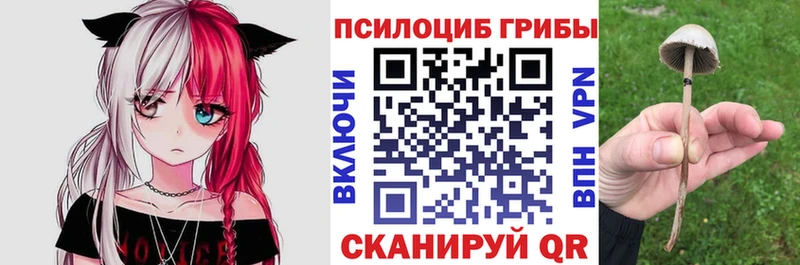 купить  цена  Дубовка  Псилоцибиновые грибы GOLDEN TEACHER 